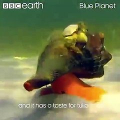 a snail eats snail world