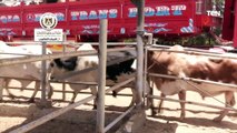 مصر تستقبل أكثر من 25 ألف رأس ماشية من عدة مناشئ وضخها بالمنافذ بأسعار مناسبة