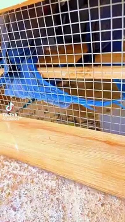 Parrots #talkingparrot funnyanimals