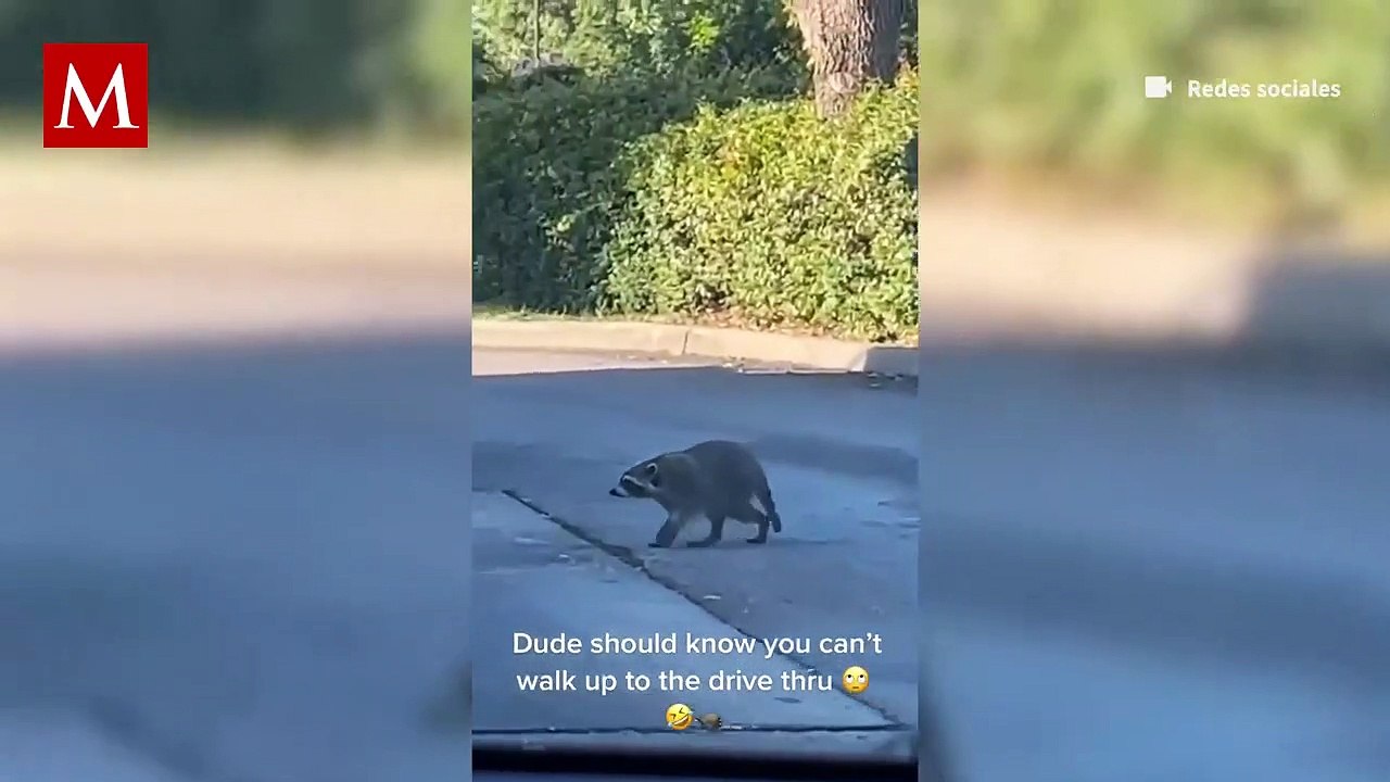 Un mapache hace fila en un establecimiento de donas y se vuelve viral