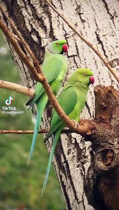 Indian ringneck parrot