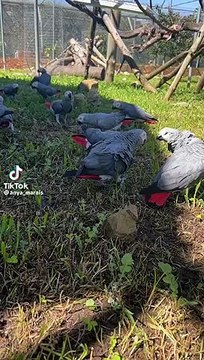 Grey African parrots