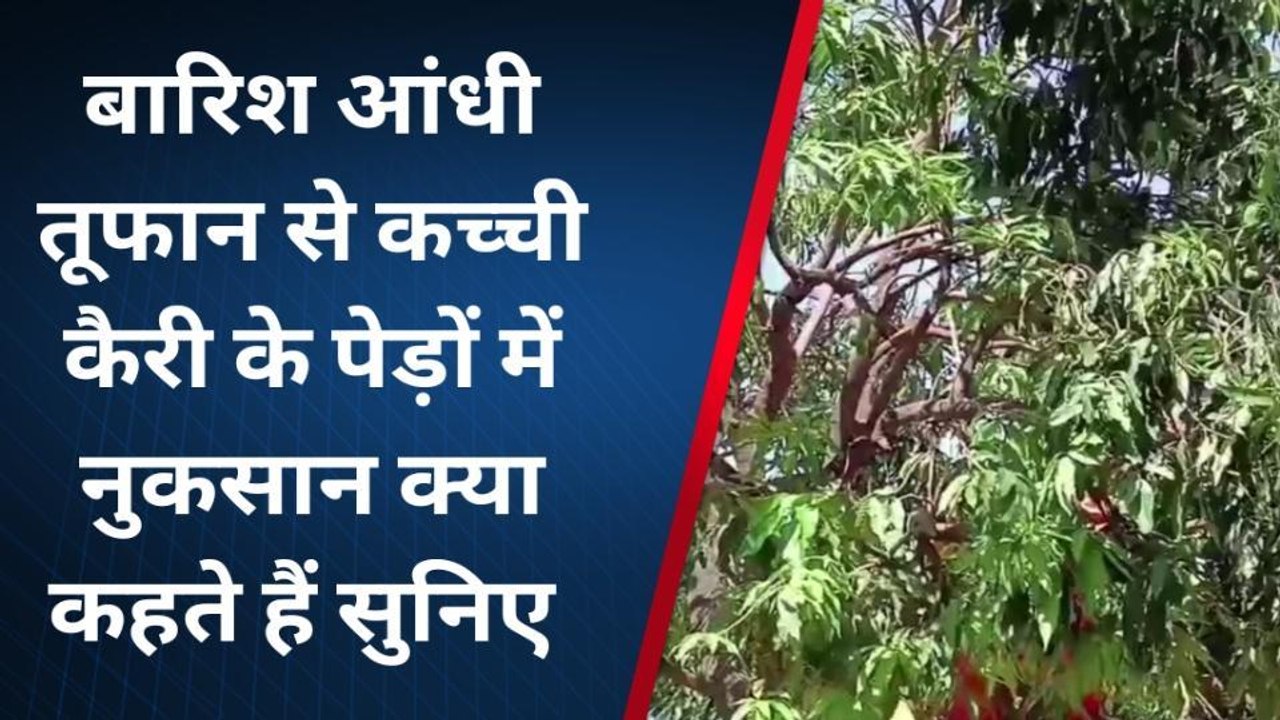 टोडाभीम: बारिश, आंधी-तूफान से कच्ची कैरी के पेड...