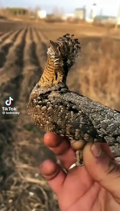Cute birds