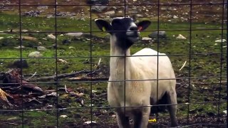 Funny Goats Screaming like Humans