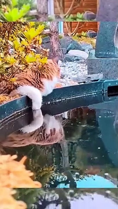 kucing menyenangkan