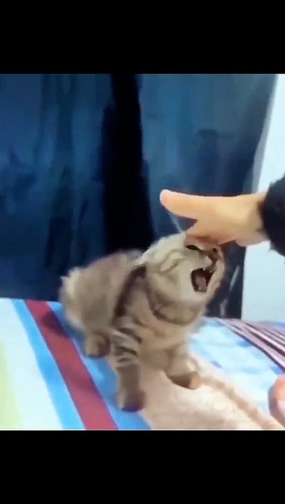 kucing lucu