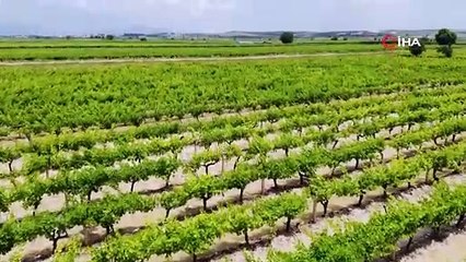 Manisa’da Sel Felaketi Tarım Arazilerinde Büyük Hasara Neden Oldu!