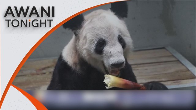 AWANI Tonight: Giant panda Ya Ya returns to Beijing Zoo