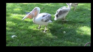 eagle attacks on birds