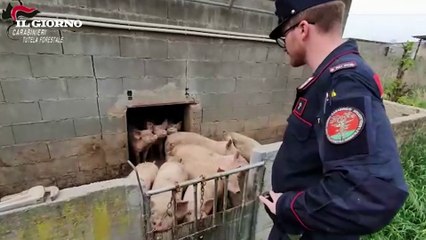 Il blitz dei Carabinieri Forestali nell'allevamento bresciano sequestrato