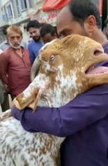 wafadar Bakra Malik ke liye ro Raha hai