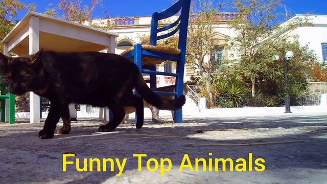Funniest Cats and dogs videos | Funny cat | Funny dog videos | Funny videos | Funny Top Animals