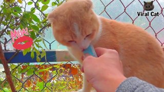 4k Quality Animal Movie - Inviting Ben The Fastidious Cat To Subscribe And The Result _ Viral Cat