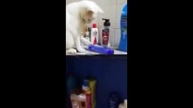 Funny animals -  Funny cats _ dogs -  Funny animal videos 2023  - Part 6_Haypyy Pett