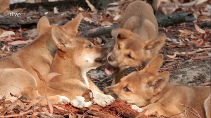 EL VÍNCULO FAMILIAR DE LOS DINGOS