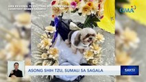 Asong shih tzu, sumali sa sagala | Saksi