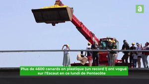 Course de canards sur l'Escaut à Tournai