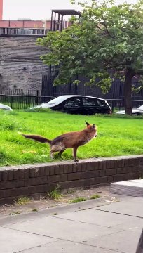 Un renard pose sa pêche dans un verre de bière