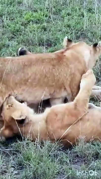 Lion Family