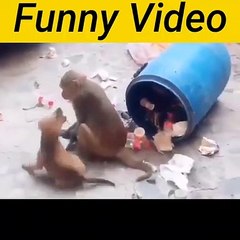 y2mate.com - Amezing Funny Video Dog  with Monkey _480p - Copy