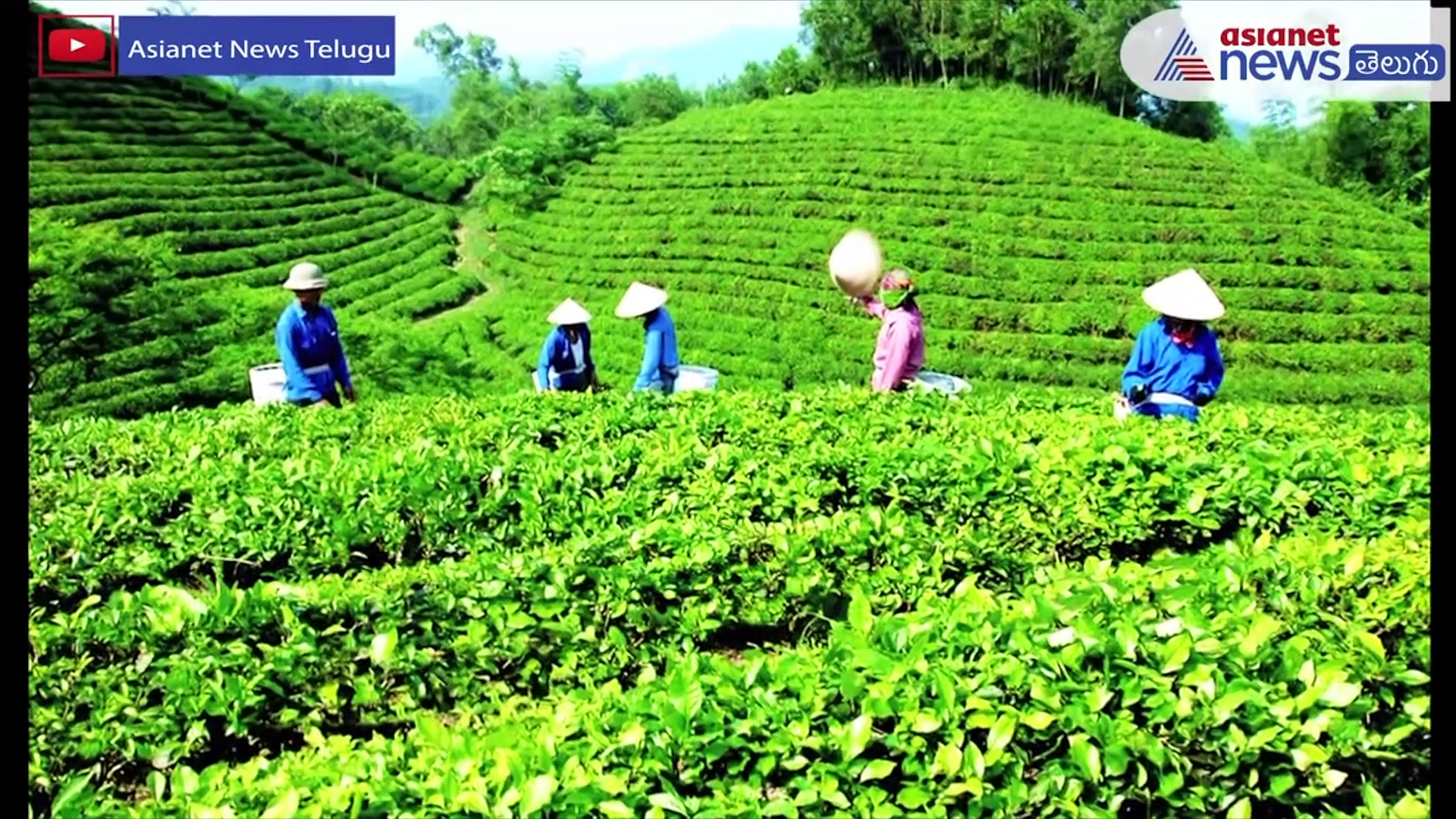 టెన్షన్ లకు చెక్ పెట్టే జపాన్ మాచా టీ..