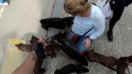 9 köpek karşısında insanların verdiği komik tepkiler 2023