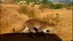 Man Eating Leopard Captured at Nashik I Leopard Killed a Minor Child