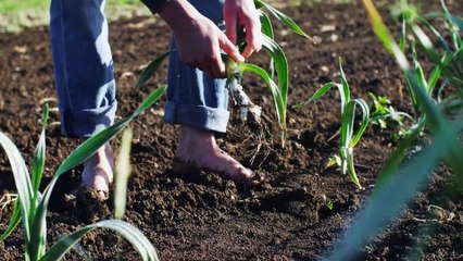 Les Pouvoirs Miraculeux de l'Ail : Découvrez ses Bienfaits pour la Santé !