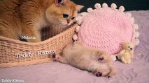 Kitty Pinky finally opened her eyes, learns to walk, meows and plays