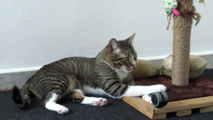 Cat Caught a Cold and Has a Very Wet Nose