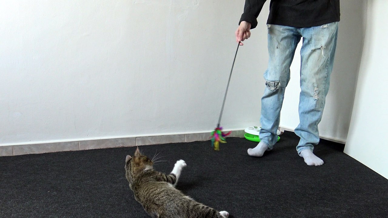 A Playful Jumping Cat