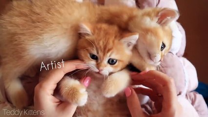 Little Fluffy Balls Love Biting.  Cute Golden Kittens