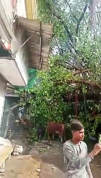 150 trees uprooted by the storm, because the roots were covered with concrete