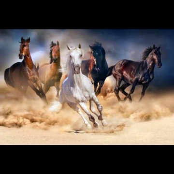 Beautifull horse short video pics A.s chanal