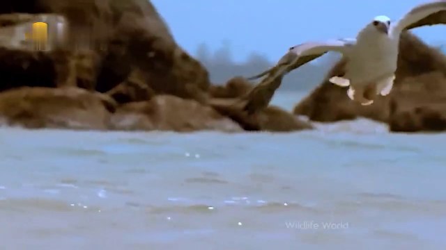 Eagles captures a Goat _ Amazing Raptors and Eagle Attacks _ Eagles vs Monkey, Fox and Snake/ 2023