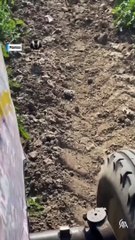 Anne kuşun yavruları için ölümüne çırpınışı!