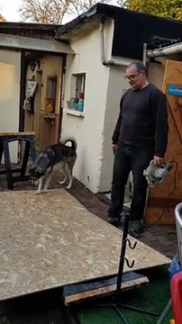 Husky 'Helps' With DIY Project