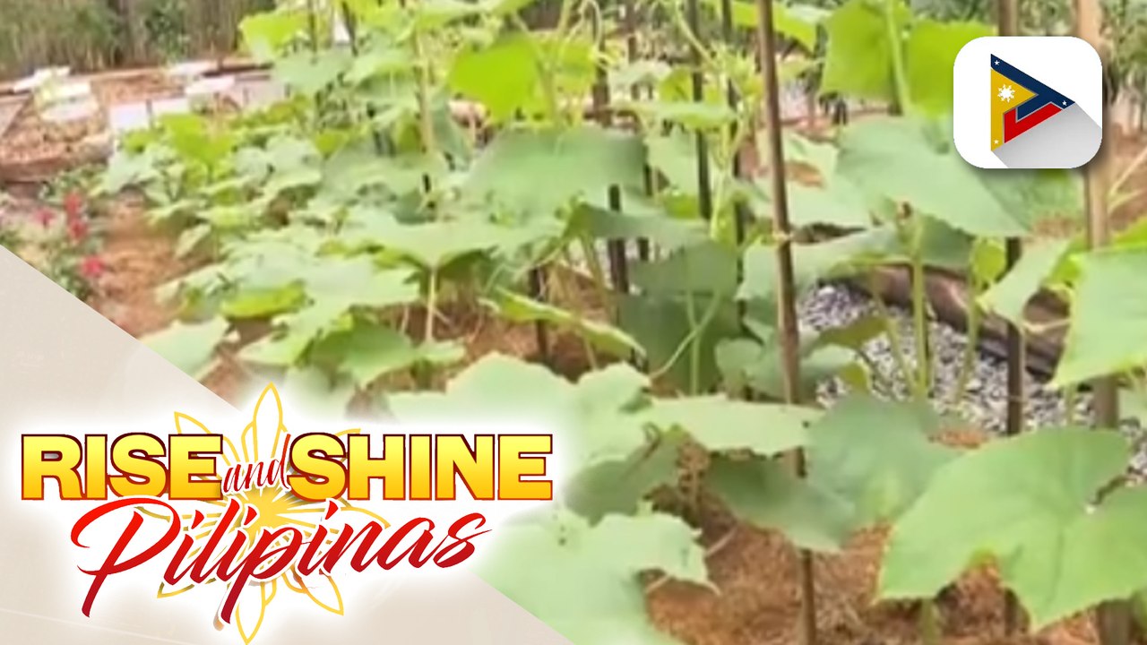 Programang makatutulong vs. climate change, isinusulong ng Climate Change Commission