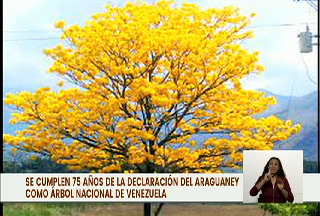Hace 75 años que el Araguaney conocido como "La Flor de Oro" fue declarado como Árbol Nacional