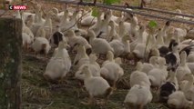 Grippe aviaire : vers un vaccin obligatoire pour les canards ?