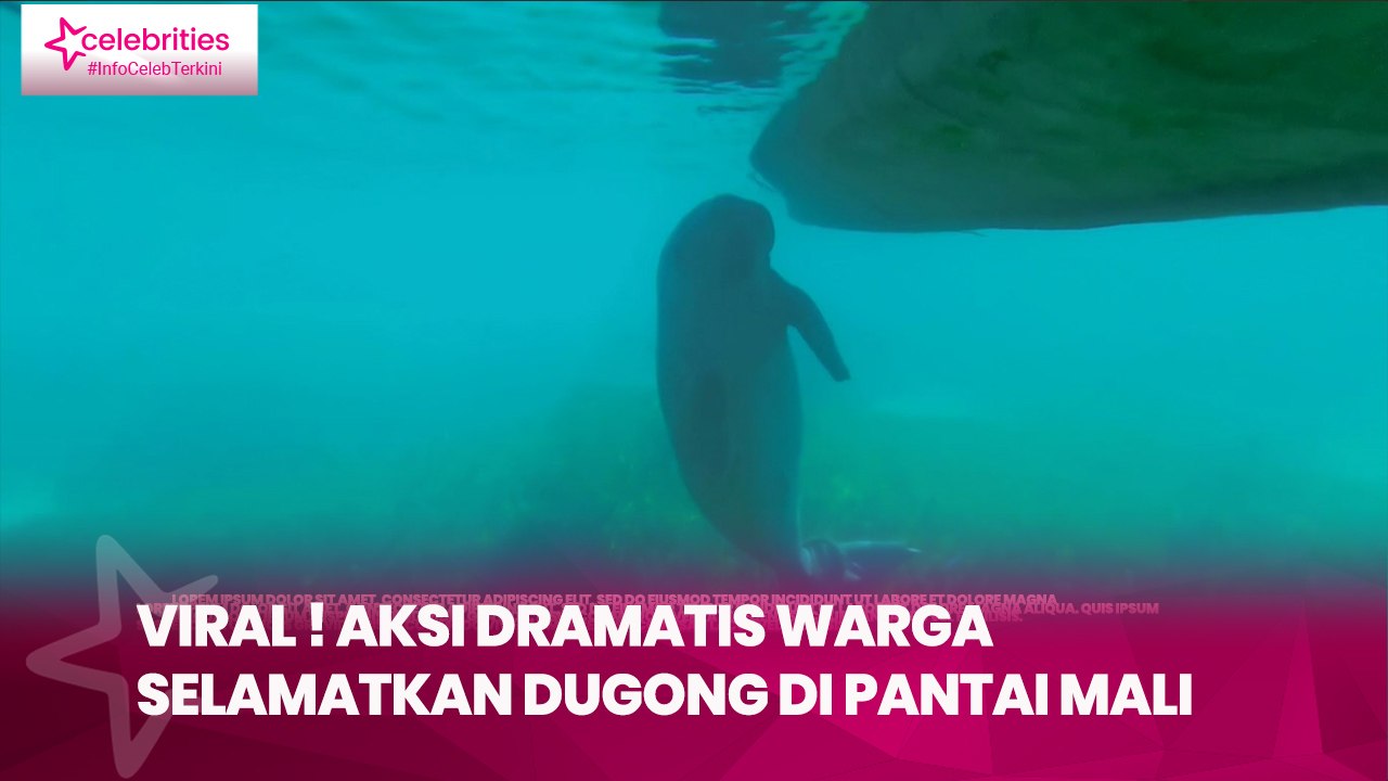 Viral ! Aksi Dramatis Warga Selamatkan Dugong di Pantai Mali