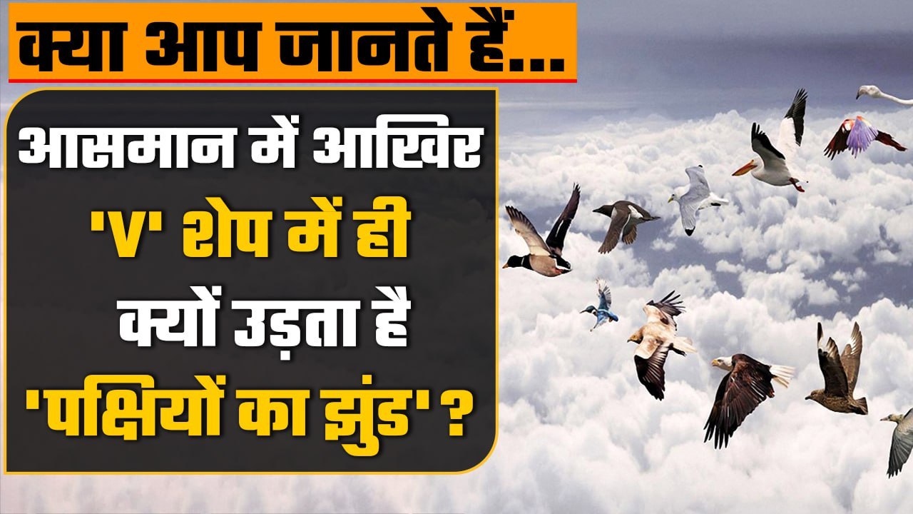 Interesting Facts About Birds: Why Birds fly in V Shape, वैज्ञानिकों ने किया खुलासा | वनइंडिया