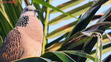 Echoes of the Mountain Dove_