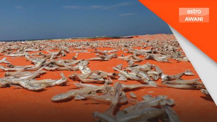 Ikan bilis kering cepat, pengeluaran ditingkatkan