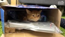  Cats love boxes – Funny moments compilation