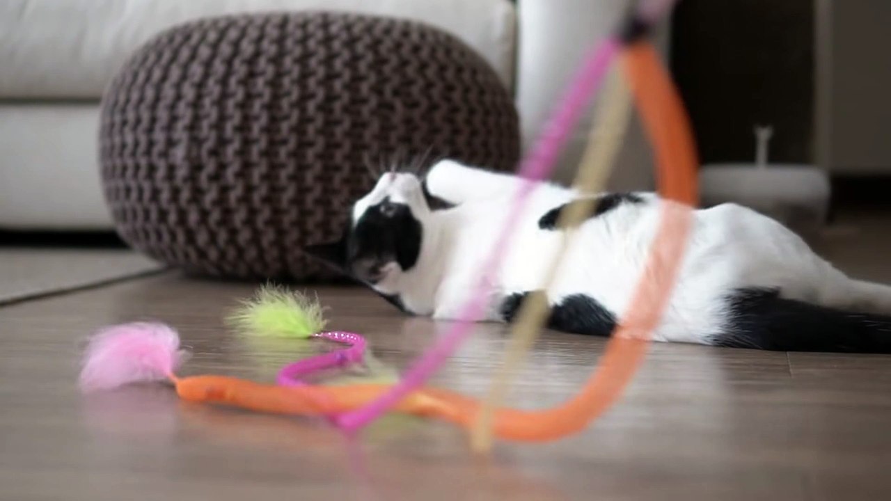 ☁️ A cat lying down and exercising (ENG SUB)