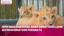Intip Bima dan Dona, Anak Singa yang Lahir di Kebun Binatang Surabaya