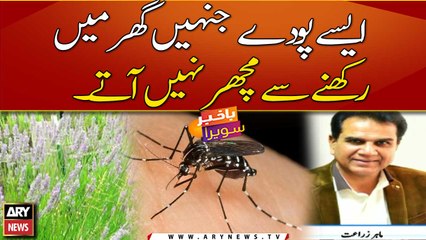 Plants that repel mosquitoes