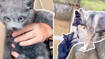 Heroic Animal Rescue Stories *Faith In Humanity Restored* || Heartsome 